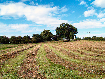 Haymaking